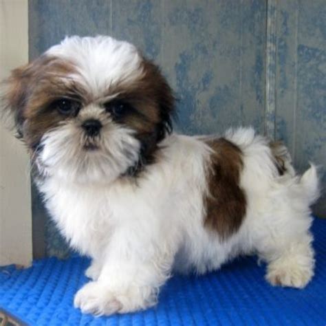 shih tzu gif|Marnie the dog shih tzu dog waving GIF sur GIFER